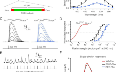El ruido eléctrico una clave oculta en la ceguera nocturna congénita