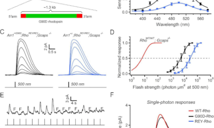 El ruido eléctrico una clave oculta en la ceguera nocturna congénita