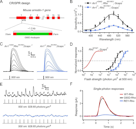 El ruido eléctrico una clave oculta en la ceguera nocturna congénita