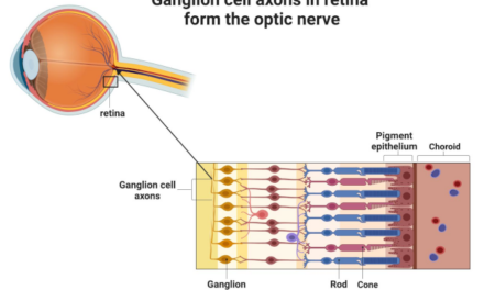 Annexina-V, inflamación ocular y muerte celular