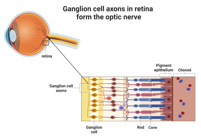Annexina-V, inflamación ocular y muerte celular