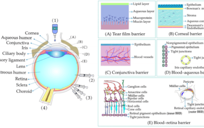 Gel oftálmico SBL03 para atrofia geográfica (DMAE seca avanzada)