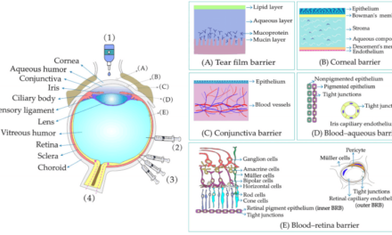 Gel oftálmico SBL03 para atrofia geográfica (DMAE seca avanzada)