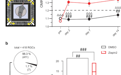 Ziapin2, una nueva esperanza para tratar enfermedades de la retina