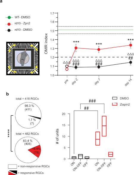 Ziapin2, una nueva esperanza para tratar enfermedades de la retina