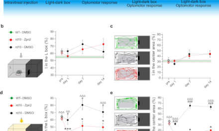 Ziapin2, una molécula que restaura la visión en modelos preclínicos de retinosis pigmentaria y DMAE