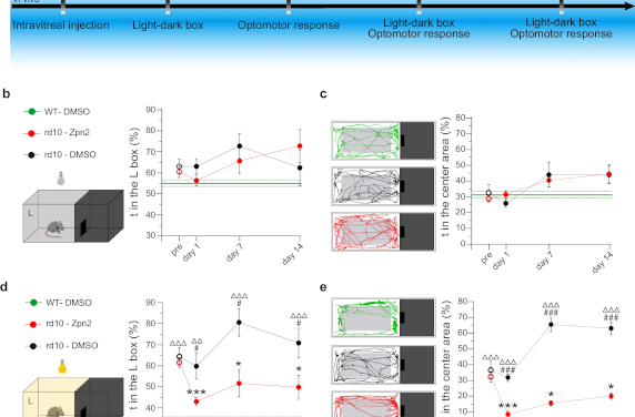 Ziapin2, una molécula que restaura la visión en modelos preclínicos de retinosis pigmentaria y DMAE